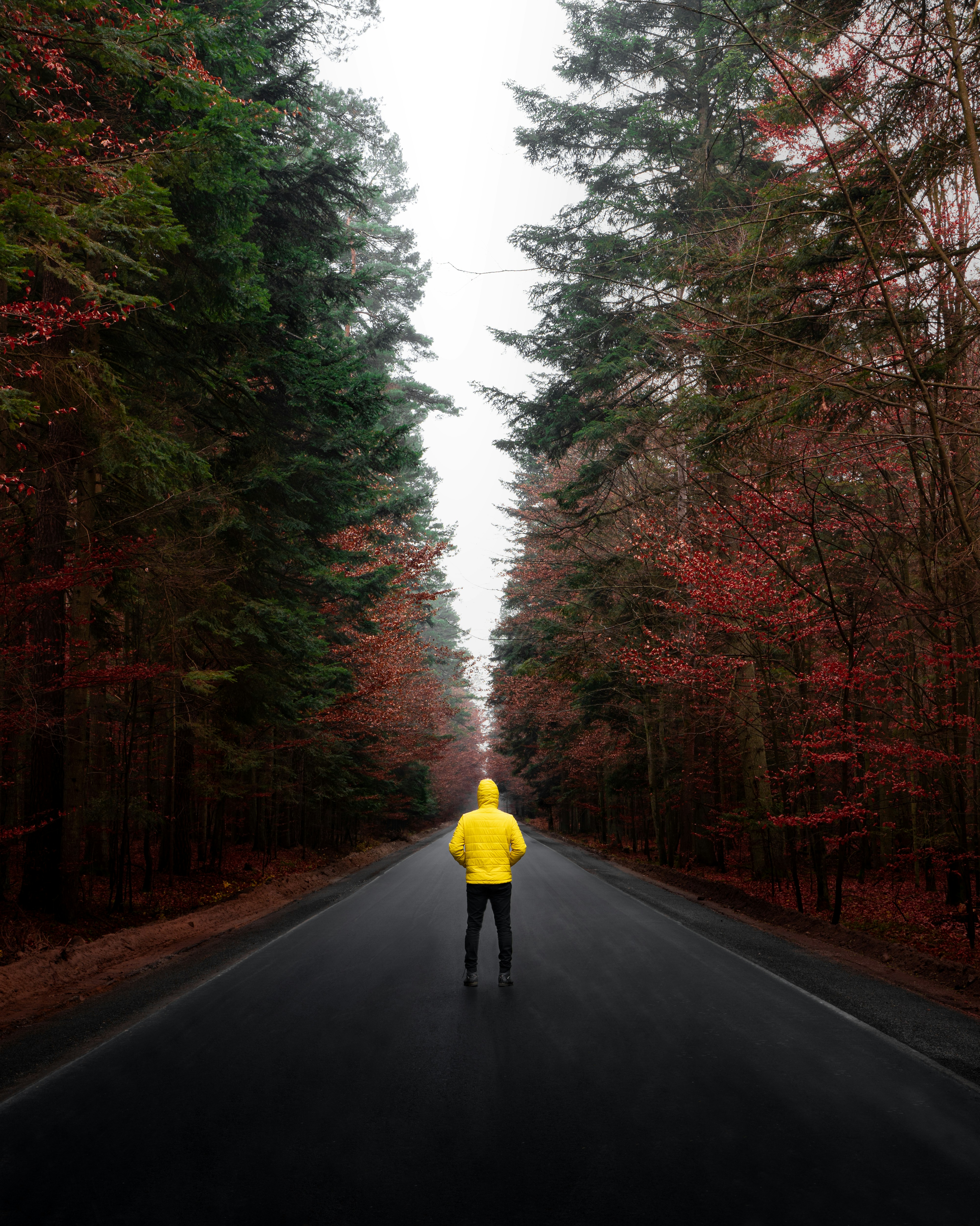 a man in a bright yellow slicker jacket stands in a wet road, on both sides tall pine trees reach to the sky